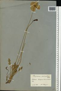 Papaver radicatum subsp. polare Tolm., Eastern Europe, Northern region (E1) (Russia)