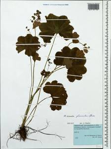 Alchemilla glomerulans Buser, Eastern Europe, Eastern region (E10) (Russia)