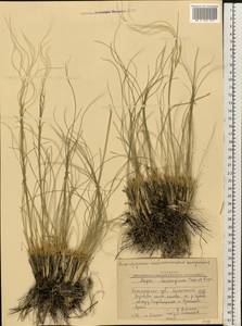 Stipa lessingiana Trin. & Rupr., Eastern Europe, Volga-Kama region (E7) (Russia)