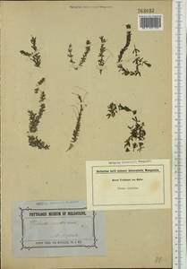Hydrilla verticillata (L.f.) Royle, Australia & Oceania (AUSTR) (Australia)