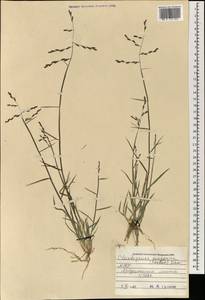 Cleistogenes songorica (Roshev.) Ohwi, Mongolia (MONG) (Mongolia)