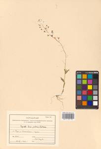 Capsella bursa-pastoris (L.) Medik., Siberia, Russian Far East (S6) (Russia)