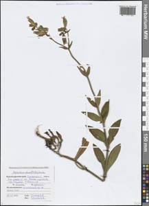 Silene latifolia subsp. alba (Mill.) Greuter & Burdet, Caucasus, Black Sea Shore (from Novorossiysk to Adler) (K3) (Russia)