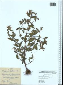 Galeopsis ladanum L., Eastern Europe, Central region (E4) (Russia)