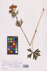 Trollius europaeus L., Eastern Europe, Central region (E4) (Russia)