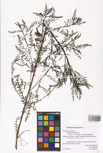 MHA 0 162 247, Pedicularis palustris L., Eastern Europe, Central region (E4) (Russia)