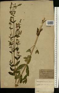 Nepeta nuda subsp. nuda, Eastern Europe, Central forest-and-steppe region (E6) (Russia)