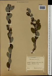 Salix aurita × livida, Eastern Europe, Moscow region (E4a) (Russia)