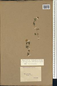 Argyrolobium biebersteinii P.W.Ball, Caucasus, Georgia (K4) (Georgia)