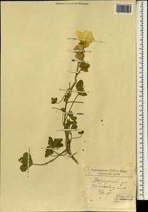 Althaea, South Asia, South Asia (Asia outside ex-Soviet states and Mongolia) (ASIA) (Iran)
