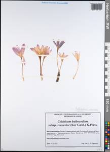 Colchicum bulbocodium subsp. versicolor (Ker Gawl.) K.Perss., Caucasus, Stavropol Krai, Karachay-Cherkessia & Kabardino-Balkaria (K1b) (Russia)