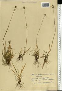 Phleum alpinum L., Eastern Europe, Northern region (E1) (Russia)