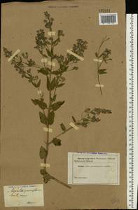Nepeta ucranica subsp. parviflora (M.Bieb.) M.Masclans, Eastern Europe, South Ukrainian region (E12) (Ukraine)