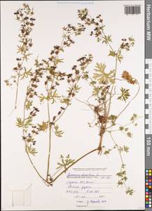Geranium dissectum L., Caucasus, Black Sea Shore (from Novorossiysk to Adler) (K3) (Russia)