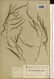 Asparagus officinalis L., Eastern Europe, Moscow region (E4a) (Russia)