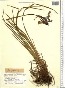 Iris sibirica L., Caucasus, North Ossetia, Ingushetia & Chechnya (K1c) (Russia)