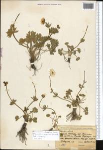 Ranunculus rufosepalus Franch., Middle Asia, Western Tian Shan & Karatau (M3) (Kyrgyzstan)