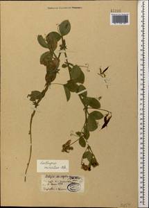 Lathyrus miniatus M.Bieb. ex Steven, Caucasus, Dagestan (K2) (Russia)