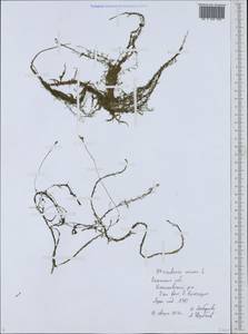 Utricularia minor L., Eastern Europe, Central region (E4) (Russia)