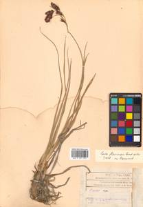 Carex flavocuspis Franch. & Sav., Siberia, Russian Far East (S6) (Russia)