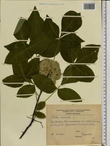 Ptelea trifoliata L., Eastern Europe, Moldova (E13a) (Moldova)