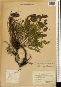 Thymus pulchellus C.A.Mey., Caucasus, Stavropol Krai, Karachay-Cherkessia & Kabardino-Balkaria (K1b) (Russia)