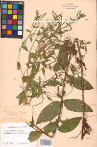 Epilobium roseum subsp. subsessile (Boiss.) P. H. Raven, Eastern Europe, Moscow region (E4a) (Russia)