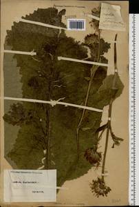 Inula helenium L., Eastern Europe, North Ukrainian region (E11) (Ukraine)