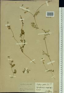 Oxytropis glabra DC., Siberia, Baikal & Transbaikal region (S4) (Russia)
