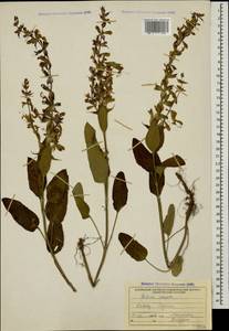 Salvia compar (Wissjul.) Trautv. ex Sosn., Caucasus, Georgia (K4) (Georgia)