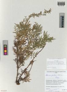 Artemisia gmelinii Weber ex Stechm., Siberia, Altai & Sayany Mountains (S2) (Russia)