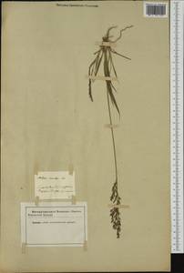 Molinia caerulea (L.) Moench, Western Europe (EUR)