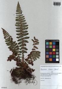 Polystichum braunii (Spenn.) Fée, Siberia, Altai & Sayany Mountains (S2) (Russia)