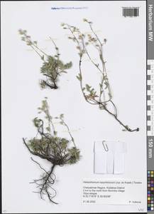 Helianthemum canum subsp. baschkirorum Juz. ex Kupat., Eastern Europe, Eastern region (E10) (Russia)