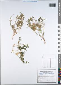 Zygophyllum pterocarpum Bunge, Mongolia (MONG) (Mongolia)