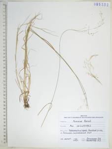 Poa palustris L., Siberia, Russian Far East (S6) (Russia)
