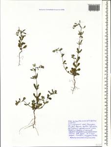 Helianthemum salicifolium (L.) Miller, Caucasus, Black Sea Shore (from Novorossiysk to Adler) (K3) (Russia)