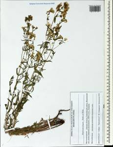 Hypericum elegans Steph. ex Willd., Siberia, Western Siberia (S1) (Russia)