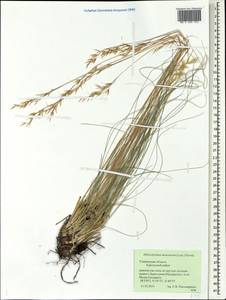 Helictotrichon desertorum (Less.) Pilg., Eastern Europe, Middle Volga region (E8) (Russia)