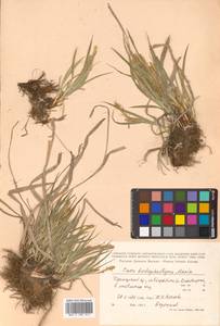 Carex bostrychostigma Maxim., Siberia, Russian Far East (S6) (Russia)