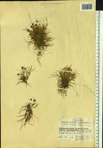 Carex ursina Dewey, Siberia, Chukotka & Kamchatka (S7) (Russia)