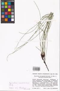 Equisetum ramosissimum Desf., Eastern Europe, Moscow region (E4a) (Russia)