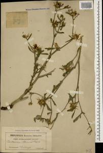 Centaurea iberica Trevis. ex Spreng., Caucasus (no precise locality) (K0)