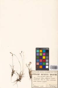 Carex capillaris subsp. fuscidula (V.I.Krecz. ex T.V.Egorova) Á.Löve & D.Löve, Siberia, Western Siberia (S1) (Russia)