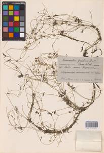 Ranunculus gmelinii DC., Eastern Europe, Northern region (E1) (Russia)