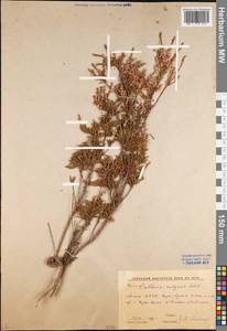Calluna vulgaris (L.) Hull, Eastern Europe, Northern region (E1) (Russia)
