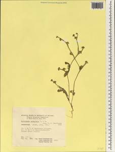Heteracia szovitsii Fisch. & C.A.Mey., South Asia, South Asia (Asia outside ex-Soviet states and Mongolia) (ASIA) (Afghanistan)