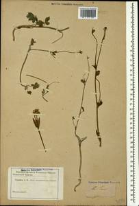 Ranunculus caucasicus M. Bieb., Caucasus (no precise locality) (K0)