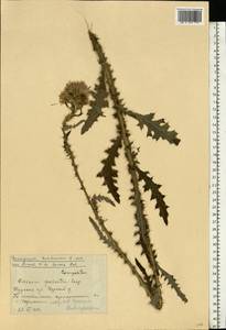 Cirsium palustre (L.) Scop., Eastern Europe, Central forest-and-steppe region (E6) (Russia)