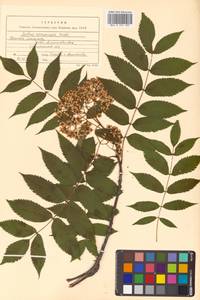 Sorbus commixta Hedl., Siberia, Russian Far East (S6) (Russia)